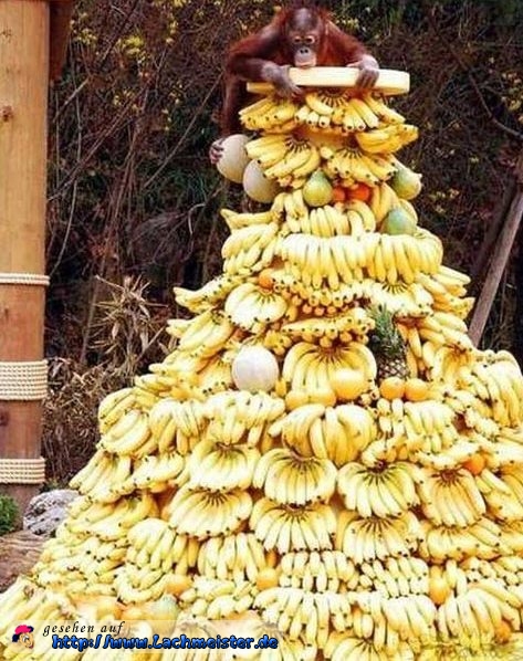 lustiges_bild_weihnachtsbaum-fuer-affen.jpg