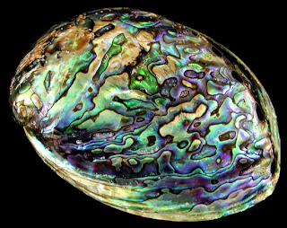 abalone-polished.jpg