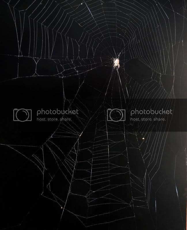 Spinne_2.jpg
