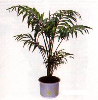 zimmerpflanzen_pflanzen_bergpalme_chamaedorea_elegans.jpg