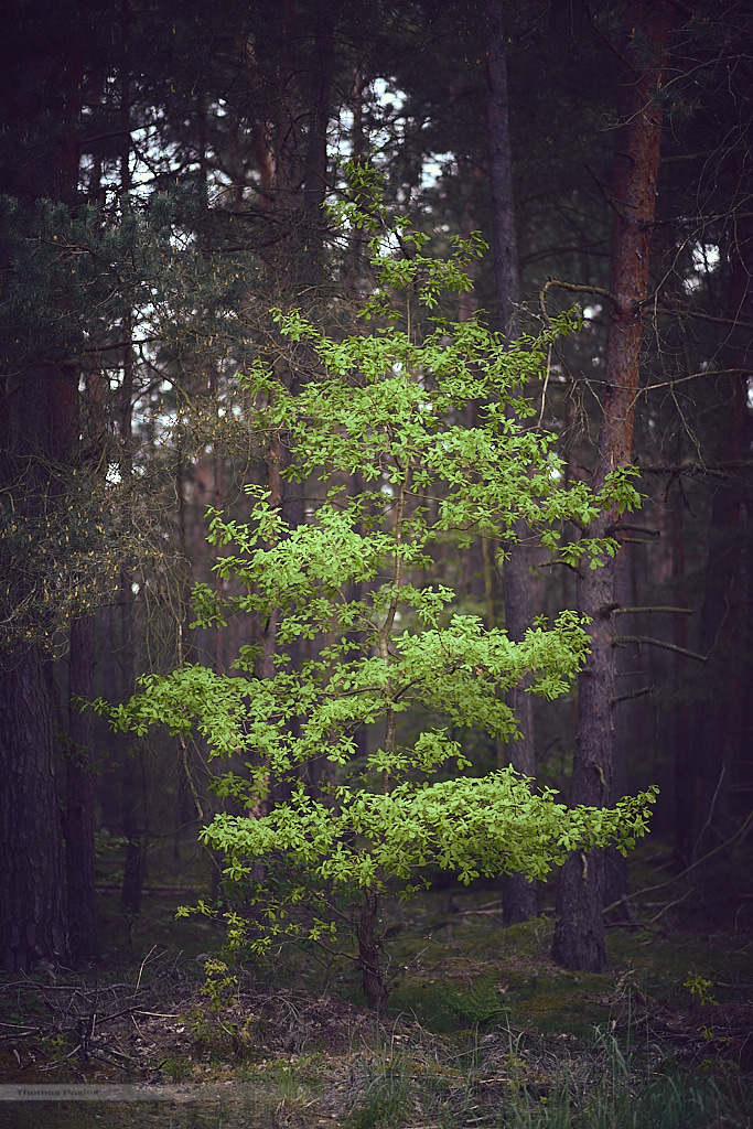 tree.jpg