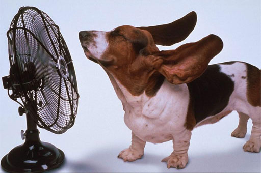 heiss_hund_ventilator.jpg