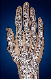 180px-Hand-Main.jpg