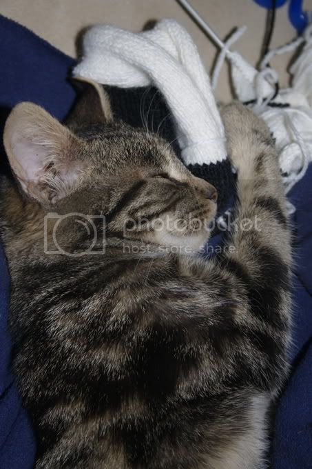 kitteh4.jpg