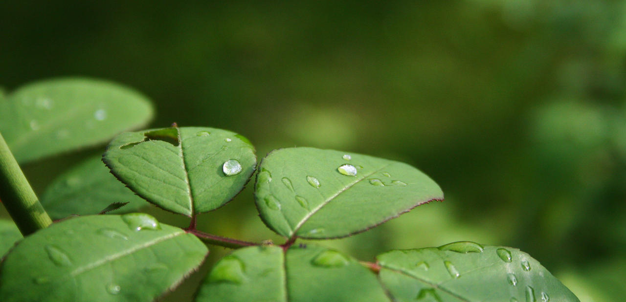 drops_by_roswell1947-d2vzpz9.jpg