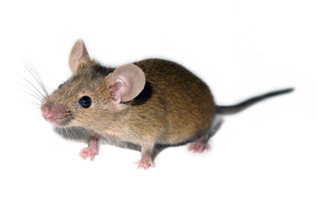 Maus3.jpg