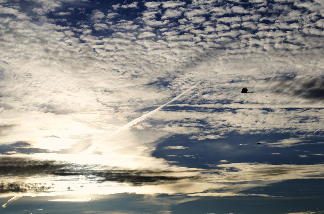 the_bird_silouette_by_roswell1947-d49n5ez.jpg