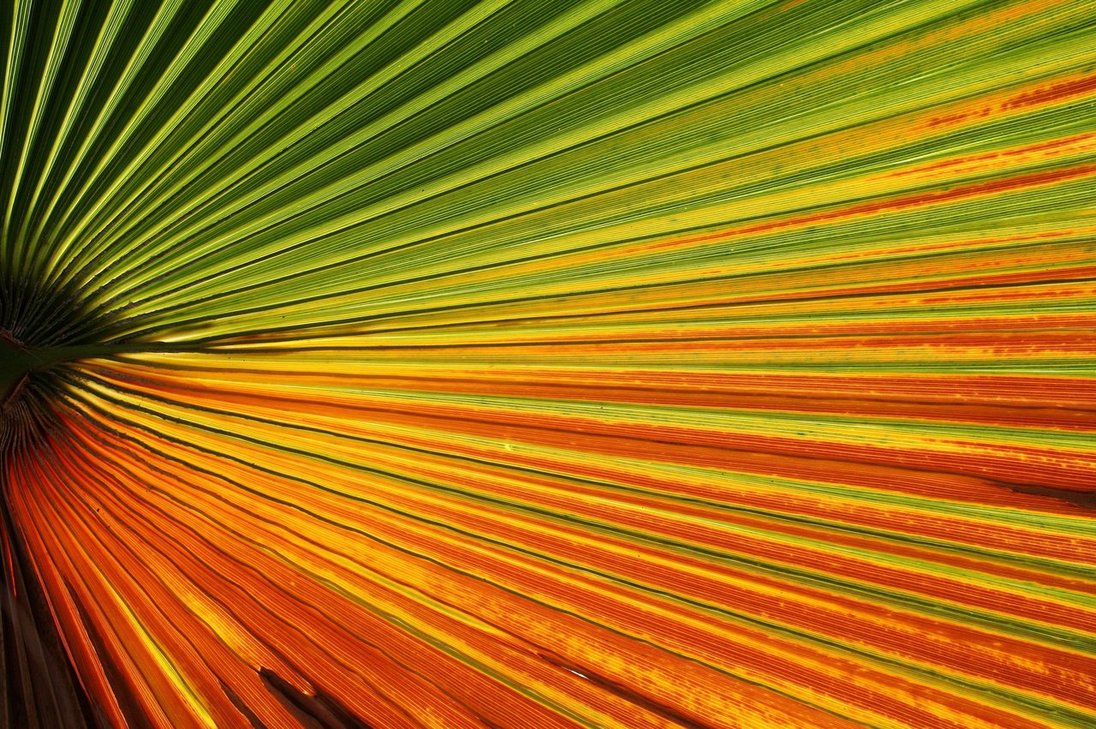 colorful_nature_by_roswell1947-d3hes07.jpg