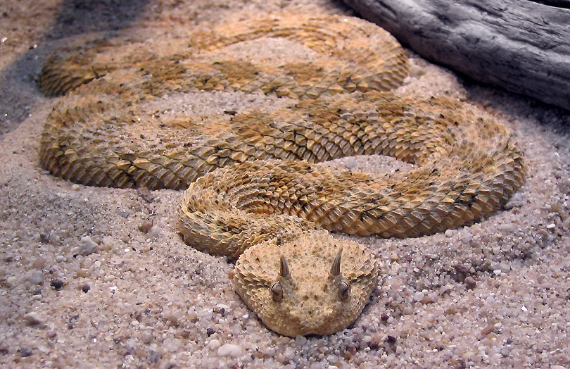 Cerastes_cerastes_001.jpg