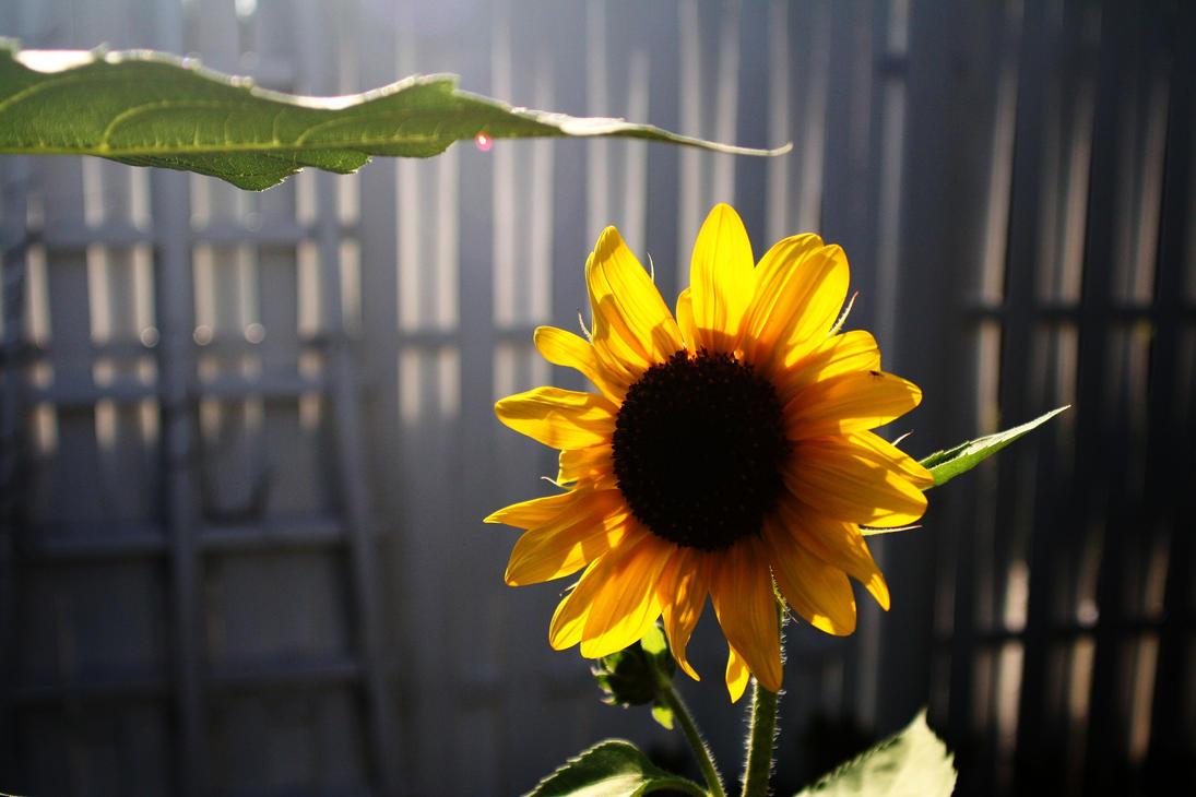 sunflowers_second_try_by_roswell1947-d3dkypn.jpg