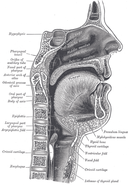 418px-Sagittalmouth.png