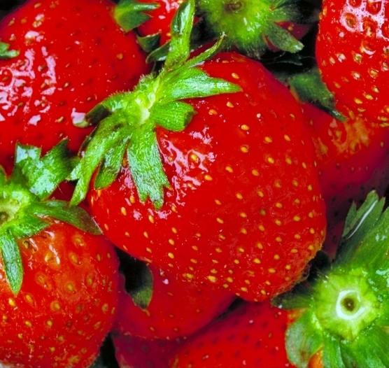 erdbeeren.jpg