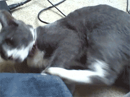 vtpk5wI.gif