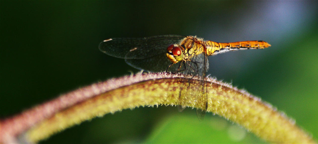 dragonfly_on_the_line_by_roswell1947-d2w2661.jpg