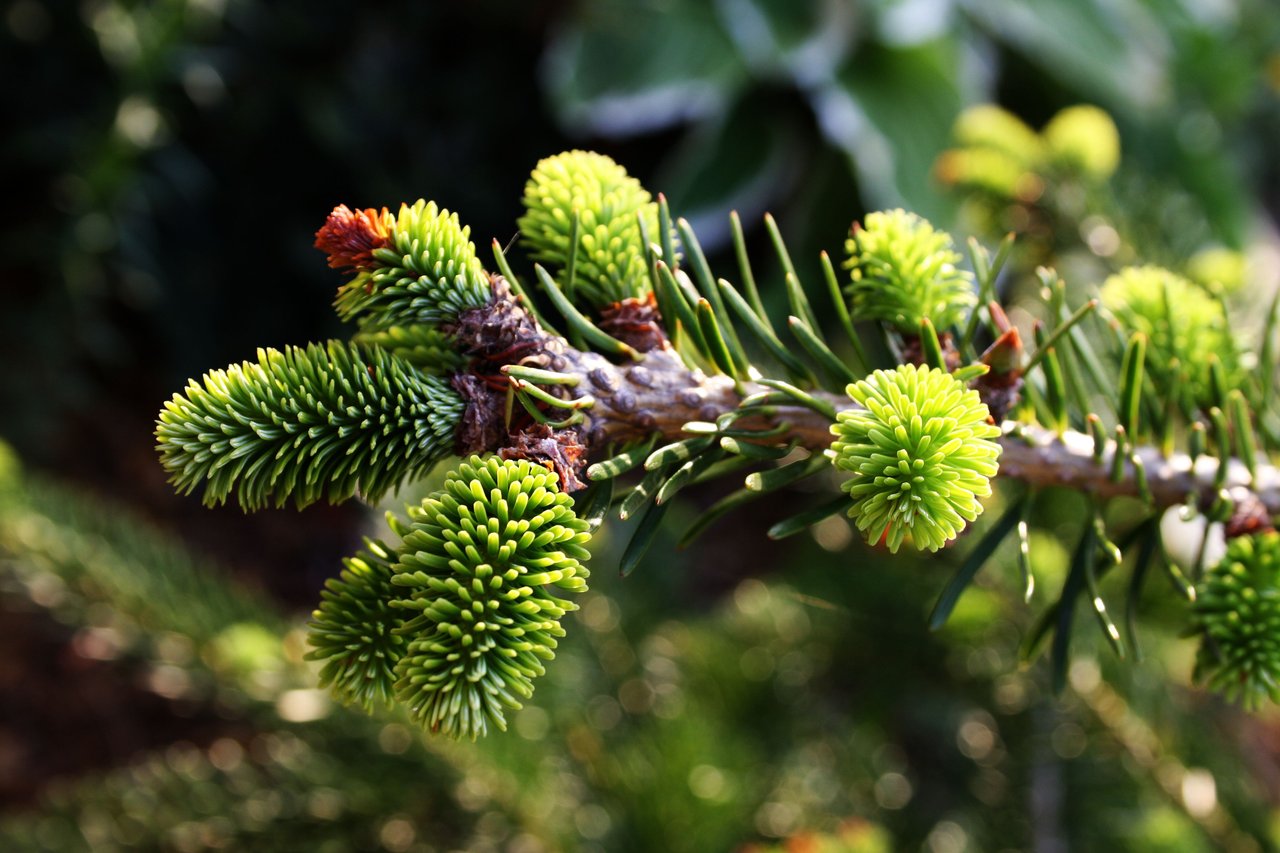 green_things_by_roswell1947-d3fxyoa.jpg