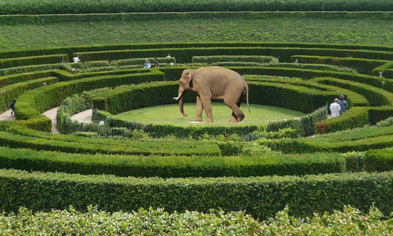800px-Irrelefant.jpg