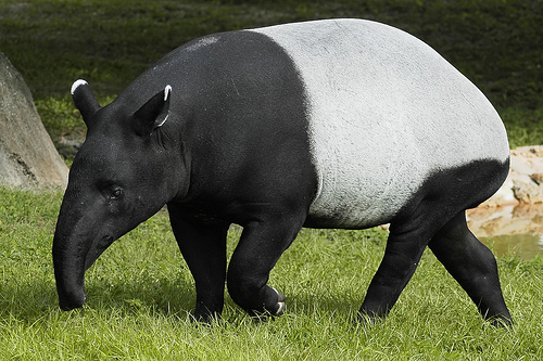 tapir-conservation-project.jpg