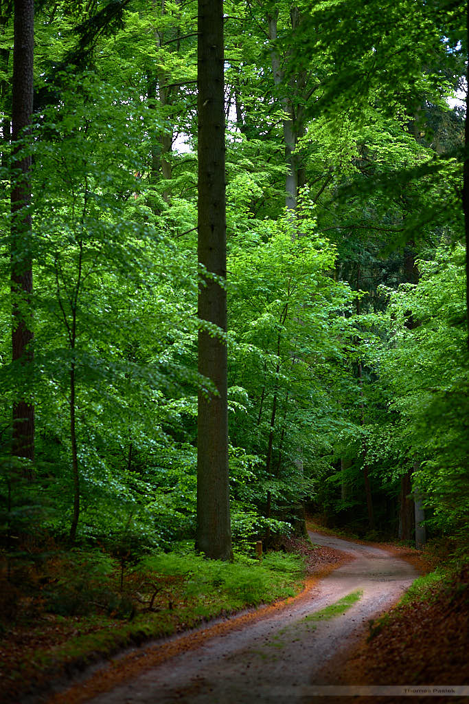 Road-into-the-woods.jpg