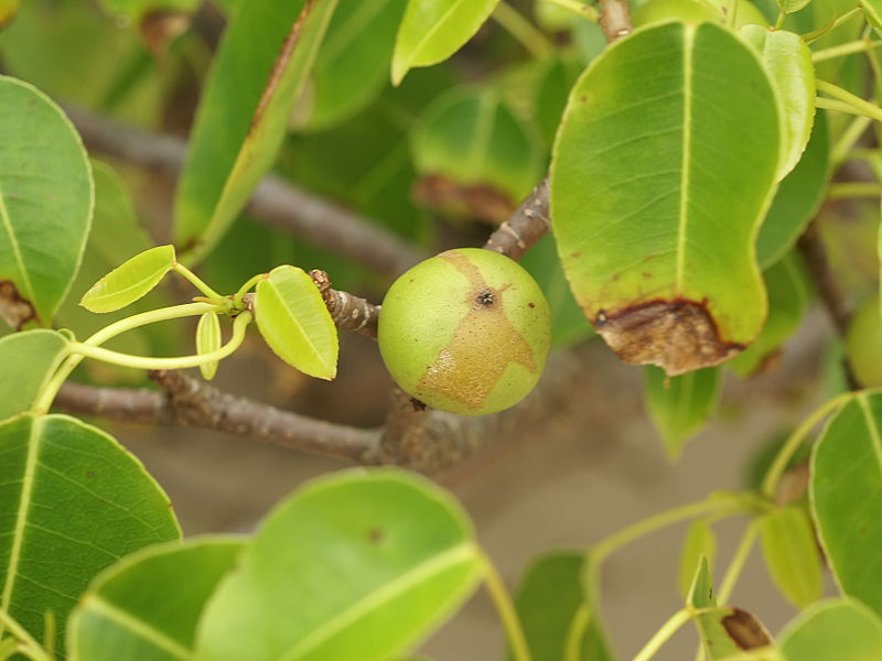 800px-Hippomane_mancinella_%28fruit%29.jpg