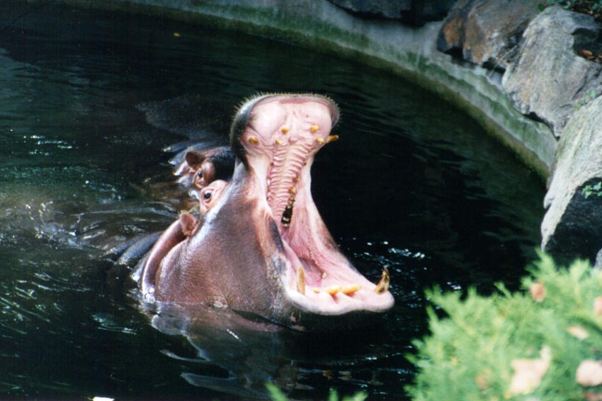 hippo-teeth.jpg