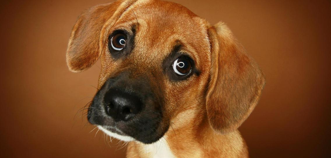 A-portrait-of-a-beagle-that-was-a-rescued-dog-2.jpg