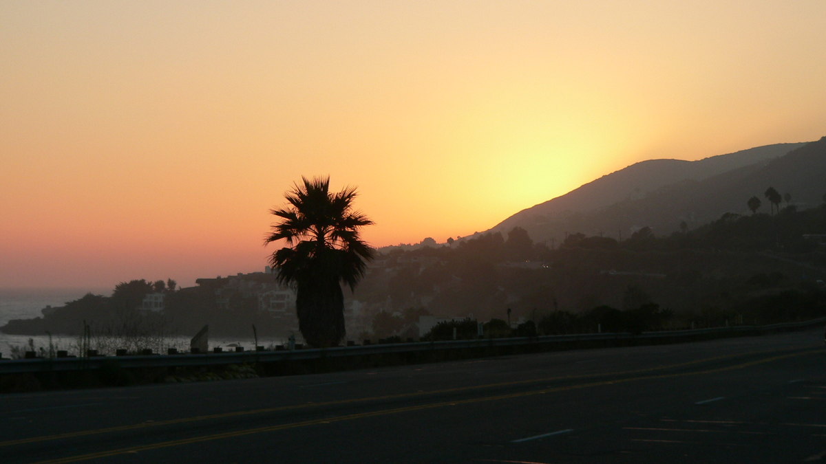 CoastelPalms3a.jpg