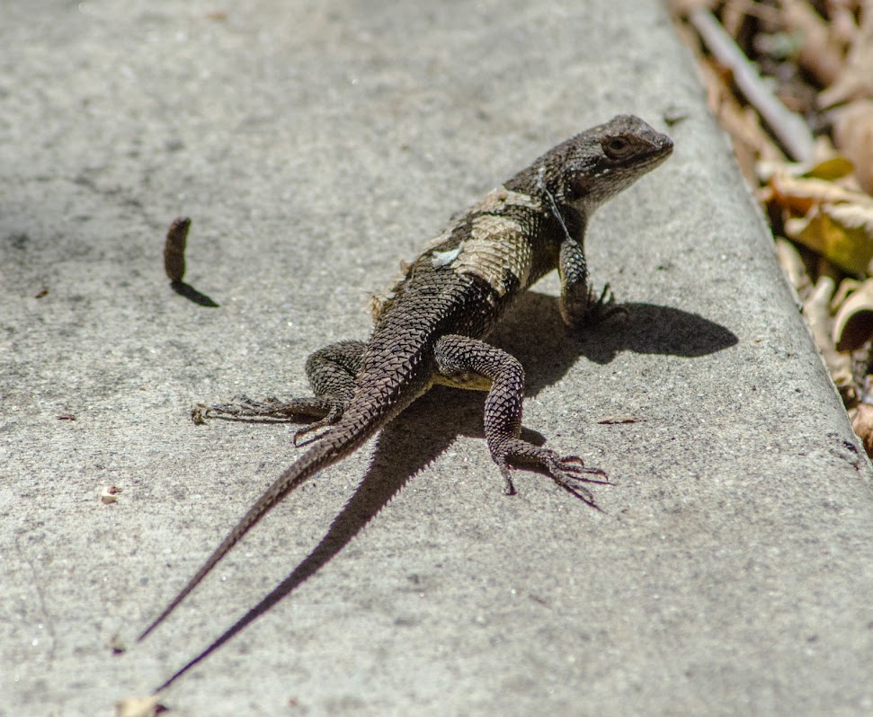 Lizzard-a.jpg