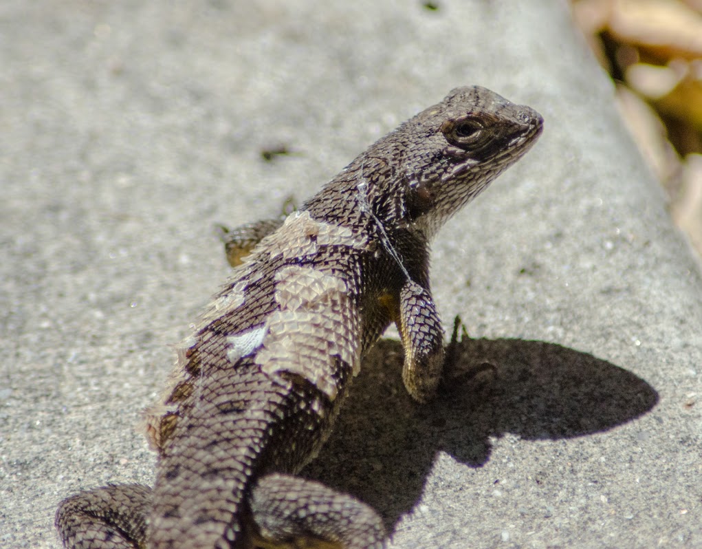 Lizzard-b.jpg