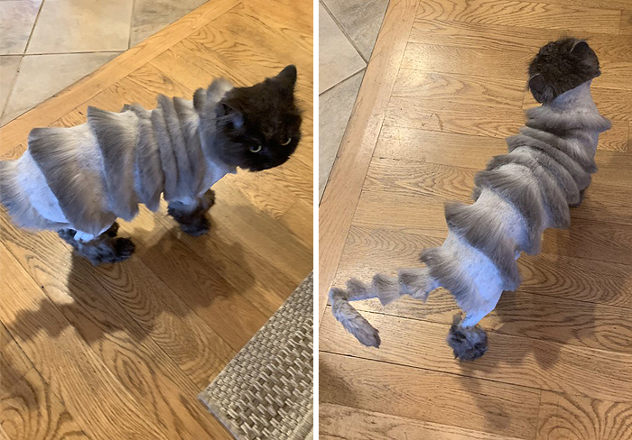 oliver-cat-weird-haircut-2-5d034969540cc__700.jpg