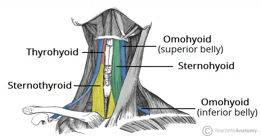 Anterior-View-of-the-Infrahyoid-Muscles-of-the-Neck.jpg.webp