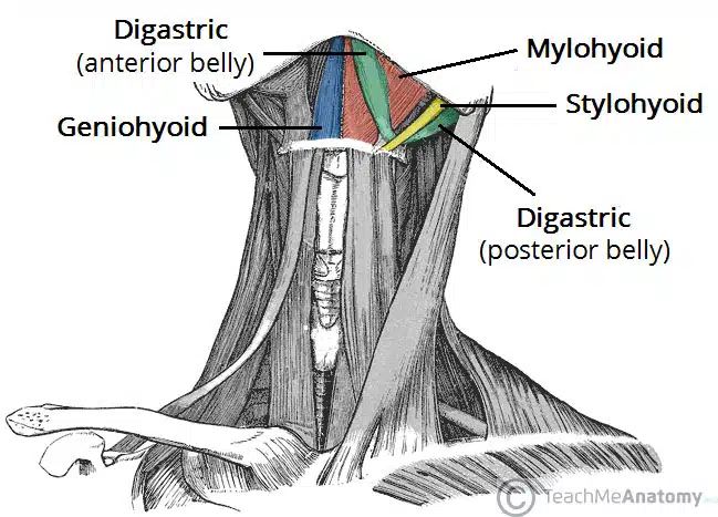 Anterior-View-of-the-Suprahyoid-Muscles-of-the-Neck.jpg.webp