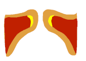 170px-Vocal_fold_falsett_animated.gif
