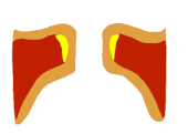 170px-Vocal_fold_animated.gif