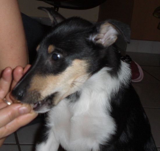 117949d1256924019-bassisten-ihre-katzen-hunde-new.jpg