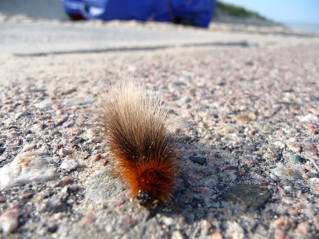 106237d1245779943-fotografie-thread-cp1.jpg